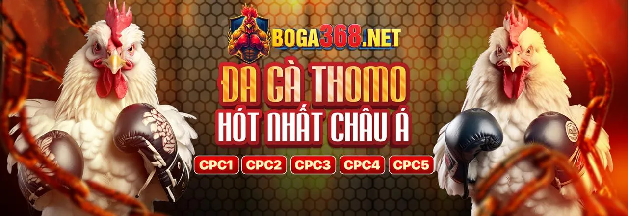 Đá gà Thomo kịch tính